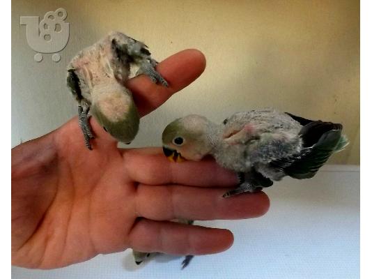 LOVE BIRDS